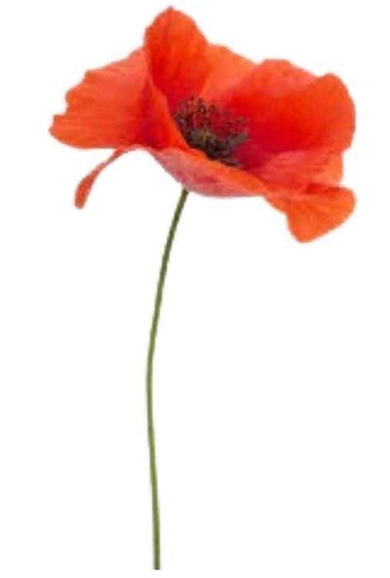 25 05 08 Poppy InPixio